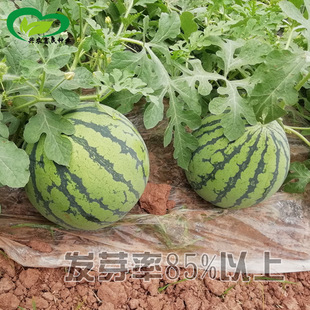 ��������84-24������ ����һ�������E�A�����Ƥ�\�Gɫ���ϷN��