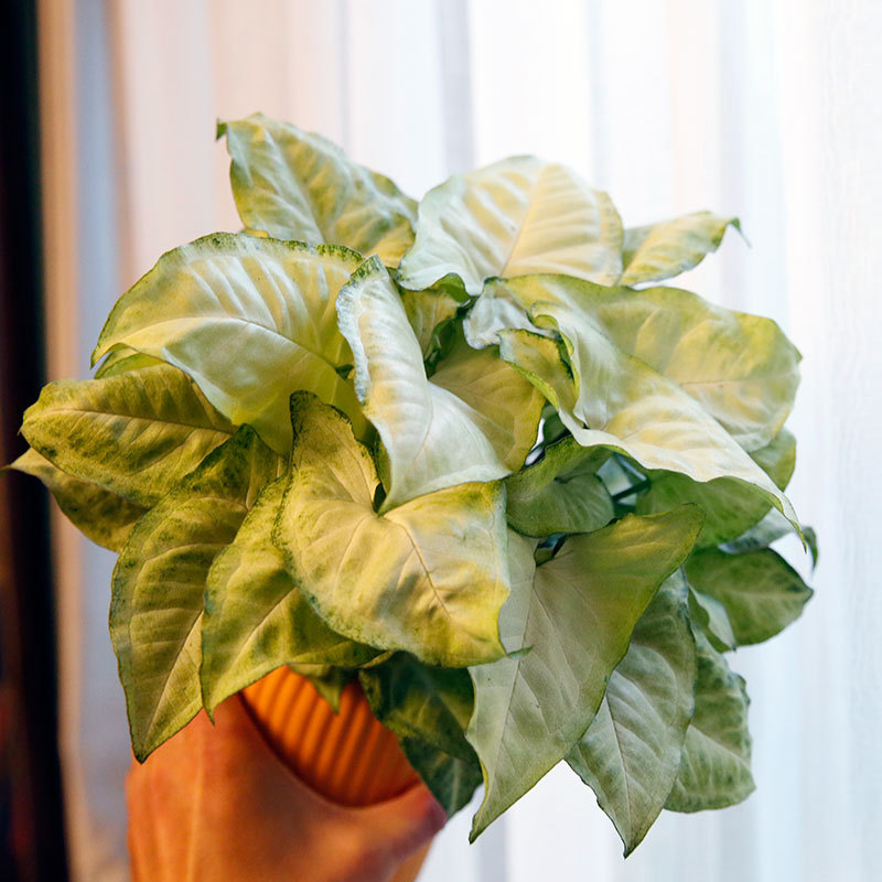 合果芋黄金童子盆栽室内水养水培植物好养的喜阴花卉四季常青绿植 种苗花卉网