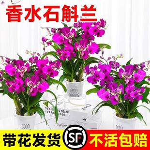 ��ˮʯ���m���Ԏ����������ͻ����҃�ˮ��ֲ���ļ��_���ڳ��L�Ļ�