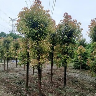 Camphor Tree Cut-Top Hair Cap Transplanting Seedlings Greening Plant Engineering Garden Evergreen Small-Leaf Camphor 10-30cm