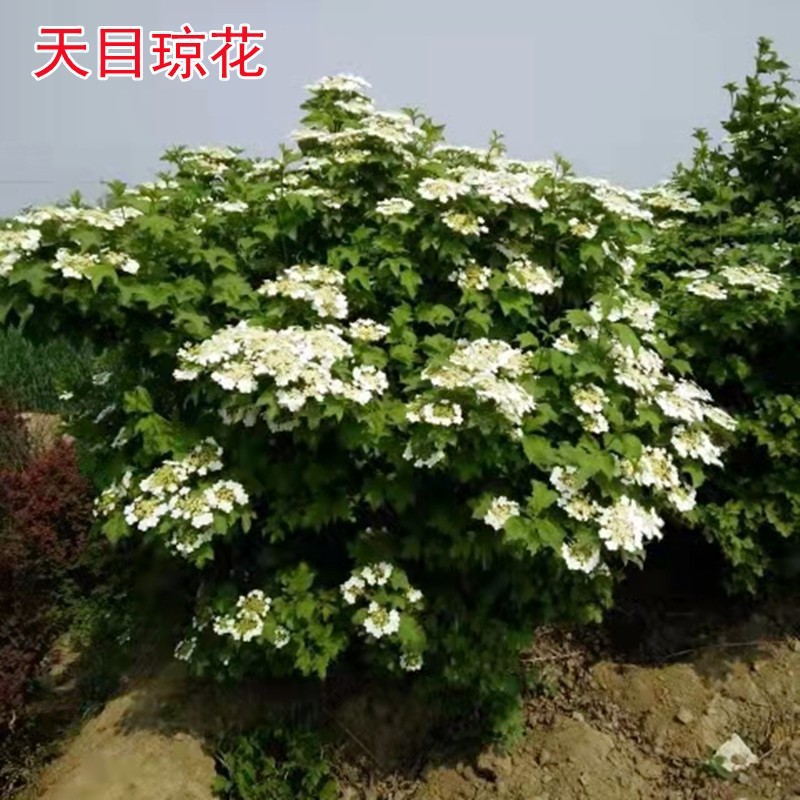 一件代发丛生天目琼花球庭院园林绿化落叶灌木球类鸡树条荚莲树苗