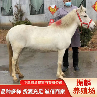 �����u�±����R�R�x ��ͯ�T���R��ʲôƷ�N ���^�ð�Ѫ�R ��Ѫ�R