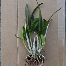 正宗泼墨秋石斛兰矮种泼墨石斛室内四季兰花盆栽香水兰花