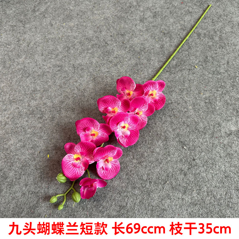 9 머리 호접란 짧은