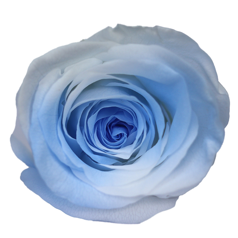 Rosa degradada eterna A+ con efecto degradado de color azul hielo, rosa seca triturada, flor preservada, fabricante de Yunnan, venta al por mayor.