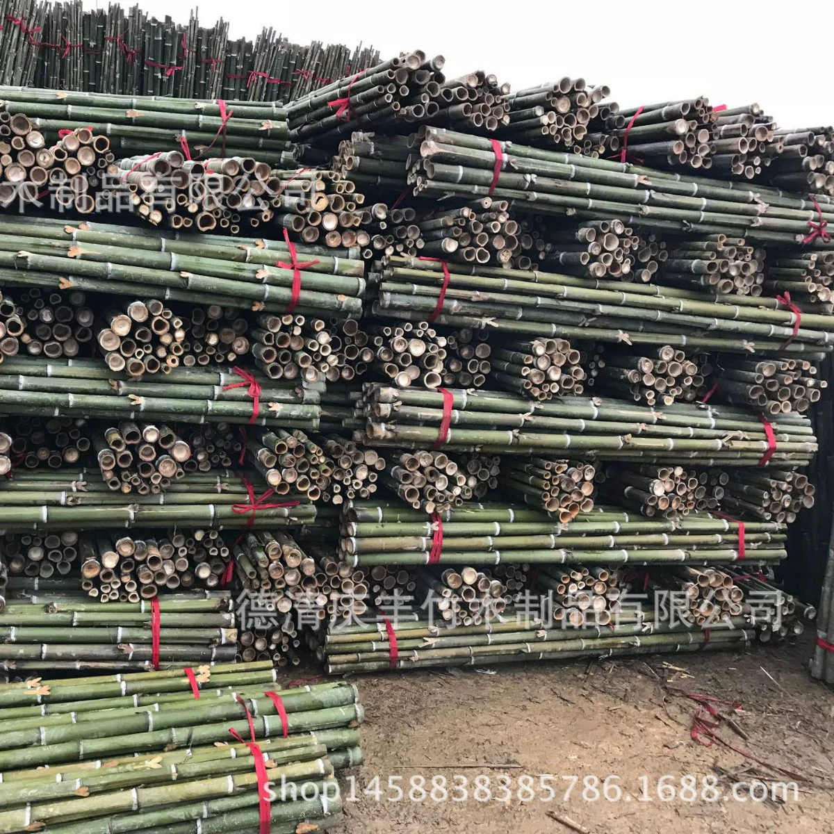 Место происхождения оптовая продажа бамбука Мосо для сельскохозяйственных саженцев