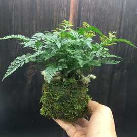 水培植物苔藓球盆景文竹狼尾蕨小叶栀子发财树菩提驱蚊竹绿植集合
