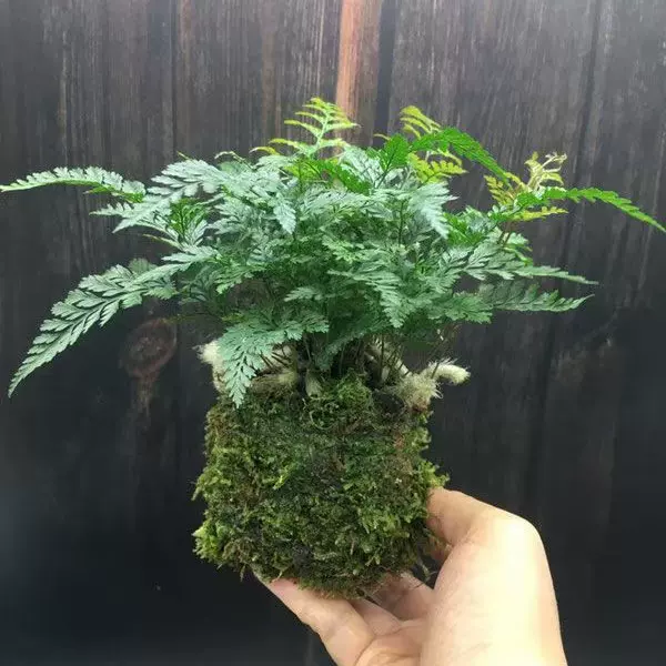 水培植物苔藓球盆景文竹狼尾蕨小叶栀子发财树菩提驱蚊竹绿植集合