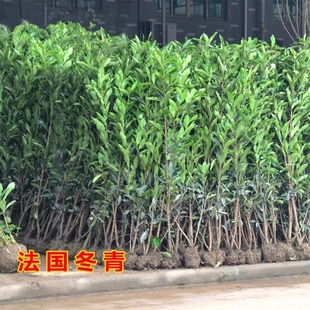 French Holly Saplings, Evergreen Hedges, Courtyard Greening Saplings, Park Fence Engineering Saplings, Coral Trees, Cold-Resistant