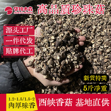 批发珍珠菇5斤10斤净重迷你小小香菇豆干货金钱菇胡辣汤煲汤炒菜