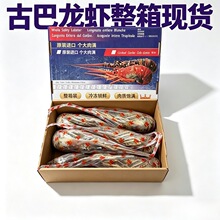 冷冻古巴龙虾 深海大龙虾 生鲜水产冻品 酒店宴席食材批发
