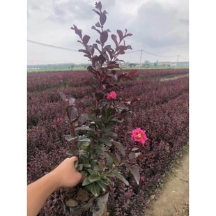 һ�����l��ޱ���ջ����Ի�ɫ�໨�ڳ��LͥԺֲ�ﻨ���^���M�üt��