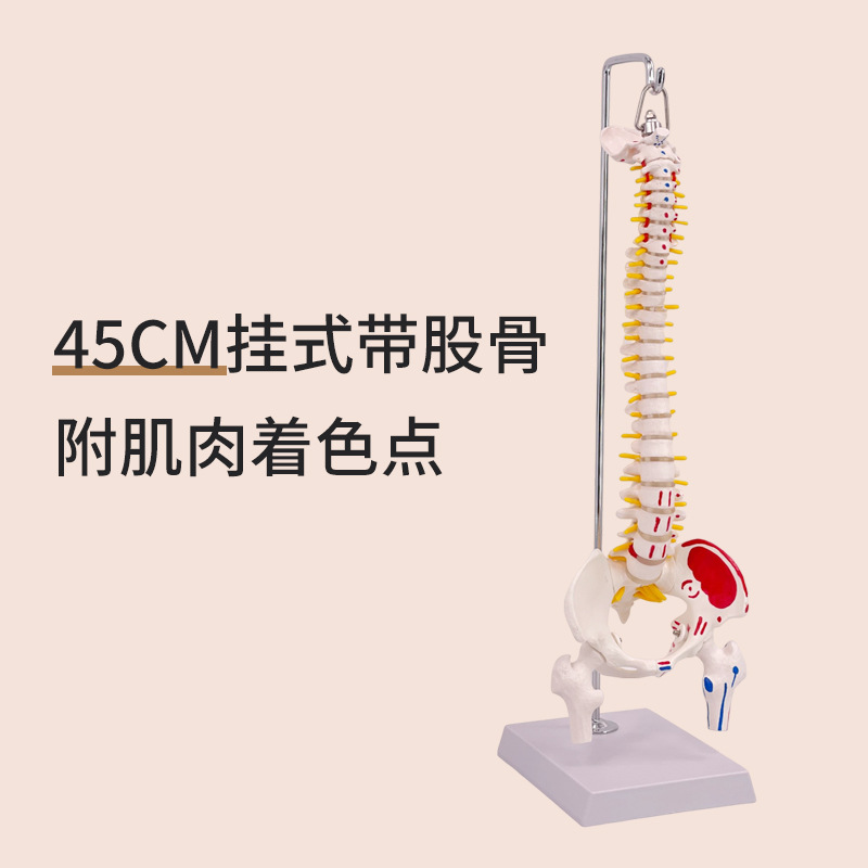 ��ʽ ���弹��ģ��45CM���Ǿ�׵��׵��׵����ɹǼ�����ɫ��ֹ��