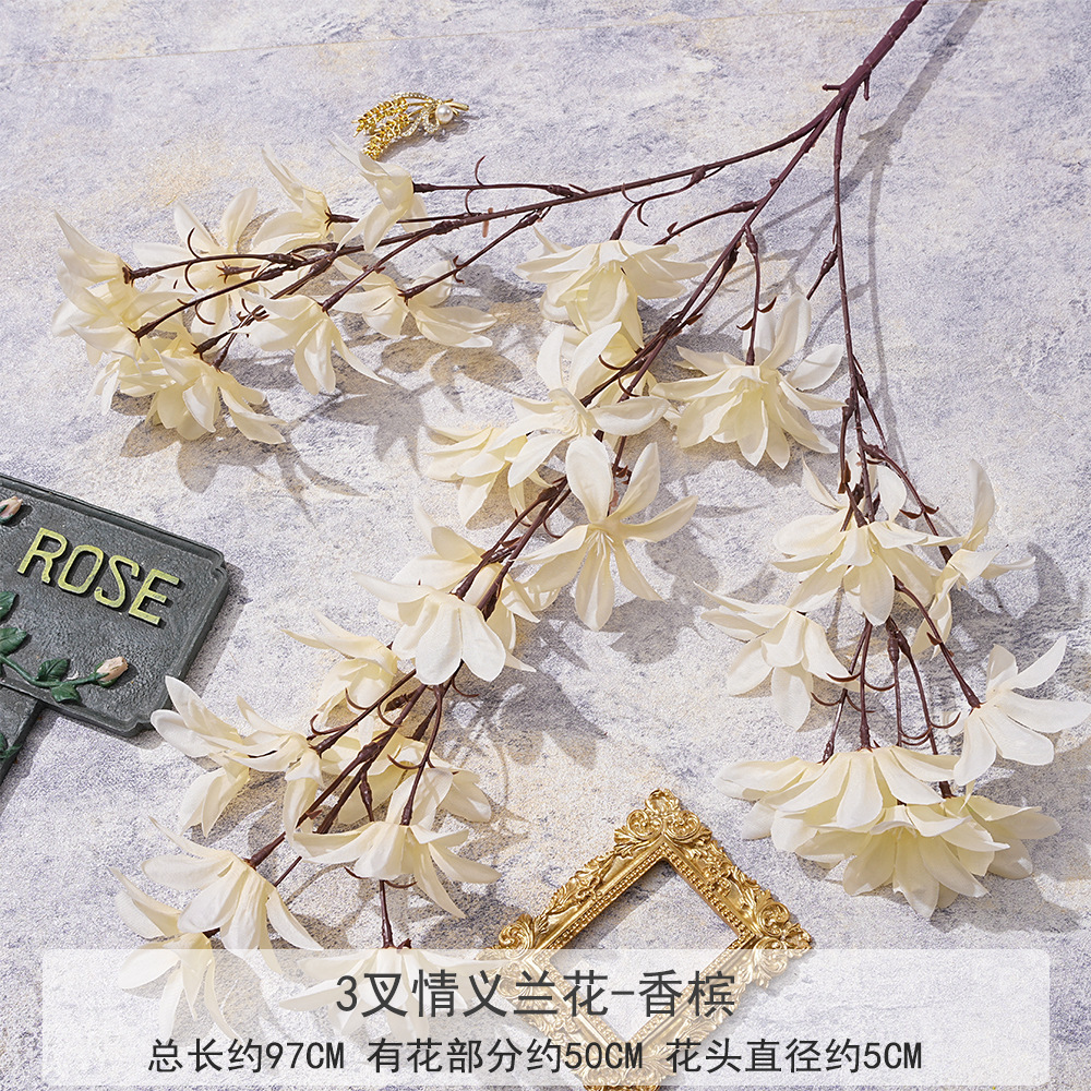 XQ 3叉情义兰花--香槟