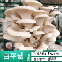 ֲ�@���BͰ������N�����SĢ��Ǿ��˷N���u����Ģ���Nֲ����̫��