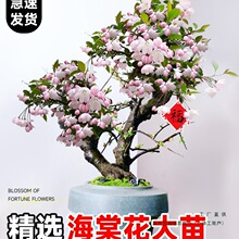 ���z���Ļ������ļ��_����ֲ���҃Ȏ������ذ��L�۹ژ����Ϙ��辰