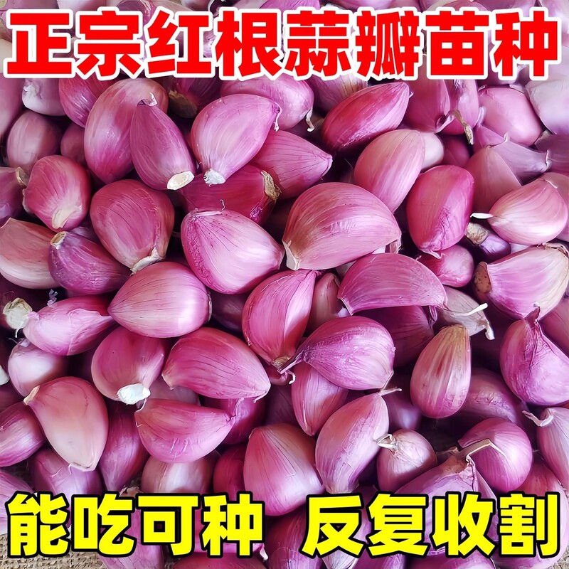 The best garlic varieties have consistent quality, firm flesh, and uniform sprouting, making them suitable for field cultivation. Both the garlic bulbs and the garlic sprouts are edible The best garlic varieties have consistent quality, firm flesh, and uniform sprouting, making them suitable for field cultivation. Both the garlic bulbs and the garlic sprouts are edible