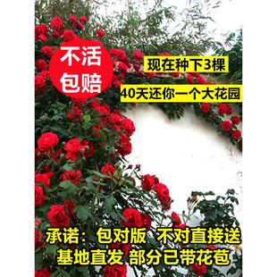 Rose Flower Seedlings Climbing Vines Blooming in All Seasons Courtyard Vine Rose Seedlings Large Flower Wall Climbing Plants Florals Potted Roses