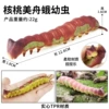 By8059 Walnut Beauty Boat Moth larvae