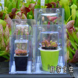 超大捕蝇草盆栽带分株猪笼草瓶子草食虫草食虫植物懒人好发货