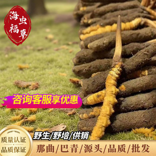 �ݴ��l���l�F؛Ұ���x�ݸ�؛�r؛2024���x�Ĳݮa��ֱ�N��Ȼ�ߺ���