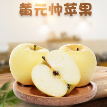 大连黄元帅苹果 代发3/9斤新鲜粉面黄金帅刮泥黄苹果当季孕妇水果