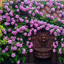 �����¼�������ꖻ���ֱ�l�ͺ��¼�ͥԺ��ɫ��ɳ��ʯ���T�ٱ��W��