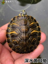 ��ˮ�S��������������ˮ�L�������B�����^�pС������ؔ�~��÷����