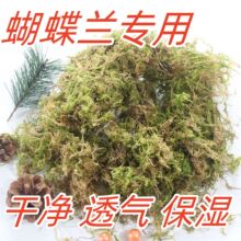 干苔藓兰花专用土水苔蝴蝶兰干苔藓绿干青苔花土家用养花土干水苔