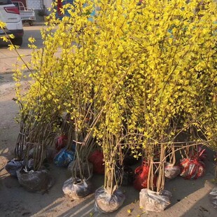 ӭ�������绨���B�N���I�B����ͥԺ�̨�����Ե��������ͺ�ֲ��