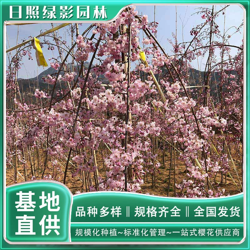 Восемь тяжелых красных ветвей висят саженцы вишневого цвета база зеленый теневой сад Восемь тяжелых красных веток висят саженцы вишневого дерева, где есть