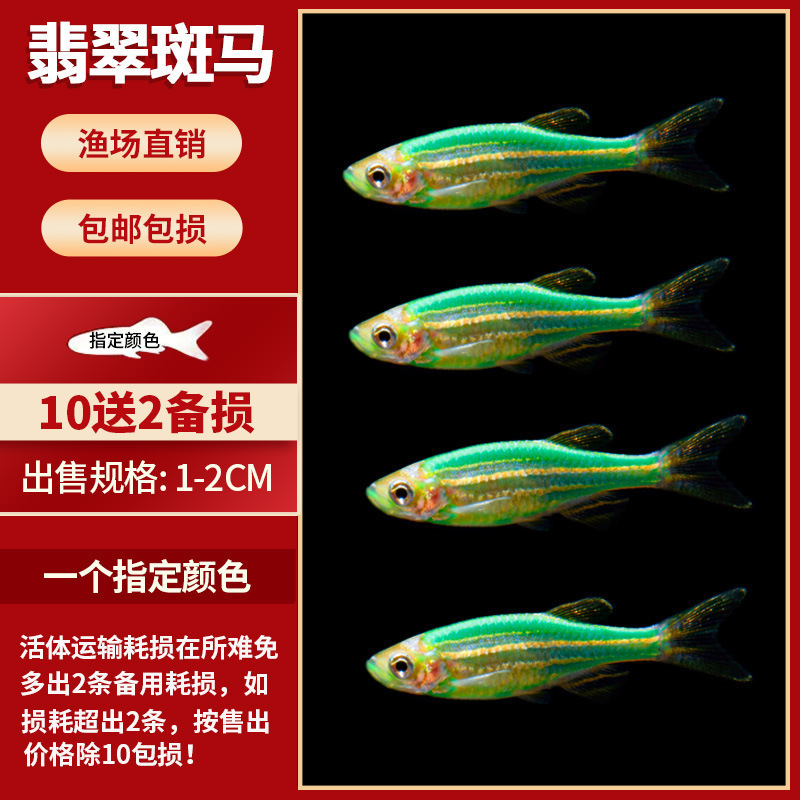 Lamko Fishは稚魚の飼育に適しており、生き残りやすい、淡水観賞魚、小さな孔雀、ゼブラフィッシュ、大型熱帯魚です。|undefined