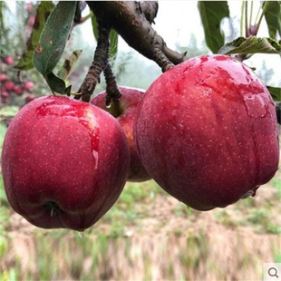 ����10̖�O����������Լ޽��簫����ţ�t��ʿ�����ķNֲ�O������
