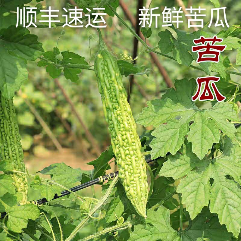 Balsam pear 5 Now pick Now send Shandong fresh Bitter Farm Vegetables Season Bitter Melon Place of Origin Straight hair