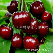 ���̙��Ҙ������܇���������Ԯ���Y���ϱ����Nֲ�޽�ͥԺ�����