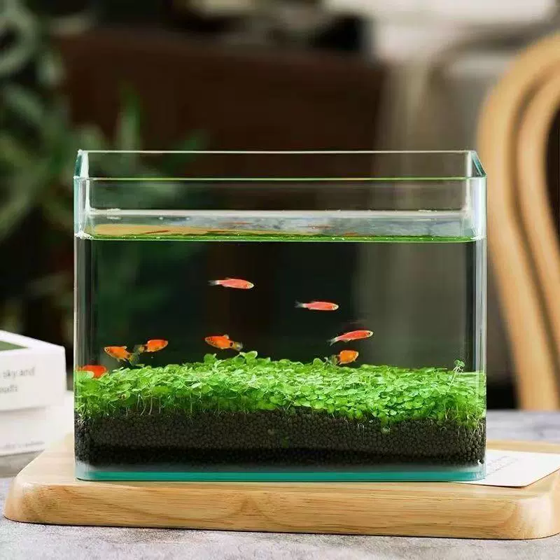 Aquatic plants, creative aquarium, bottle
