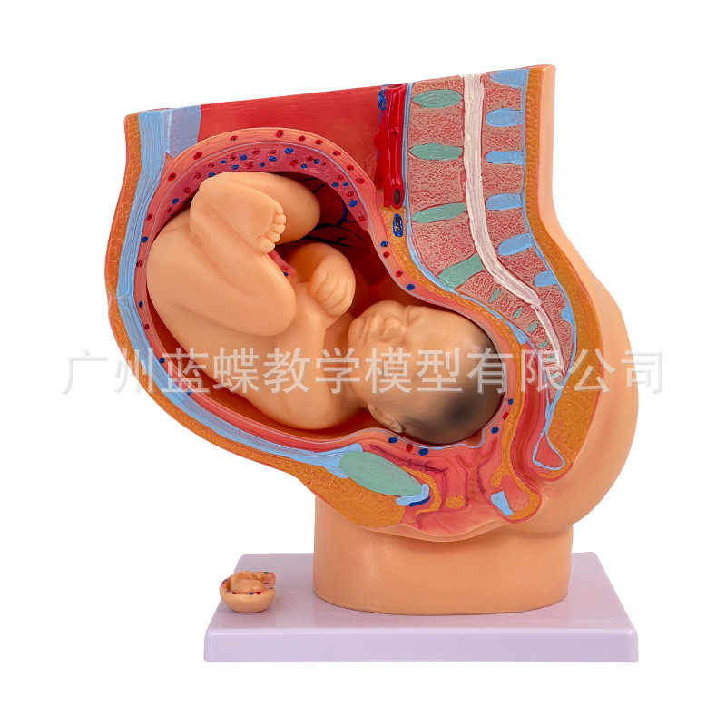 ��ѧ���﷢������ģ��������̥����Ÿ���ģ�� ����ģ�� ̥��ģ��