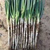 Green onions Shandong Iron rod Green onions Shallot fresh Trade price Cheap Shallot Vegetables Office goods in stock