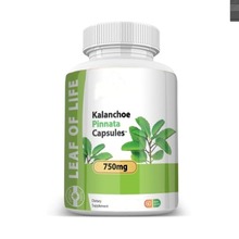 mz Kalanchoe Pinnata-Leaf capsules Դ^S 羳ֱ