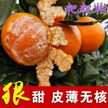 正宗柑桔树苗橘桔子沙糖橘皇帝柑水果盆地栽南方种植   粑粑橘子