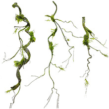 ̦�\���ٿ���ɭϵ�쾰�b[�ż��ٗl��̦�ٴ�����И�֦��ˇ