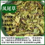 凤尾草中药材500g野生鸡脚草金鸡尾中草药井边凤尾五指草井口边草