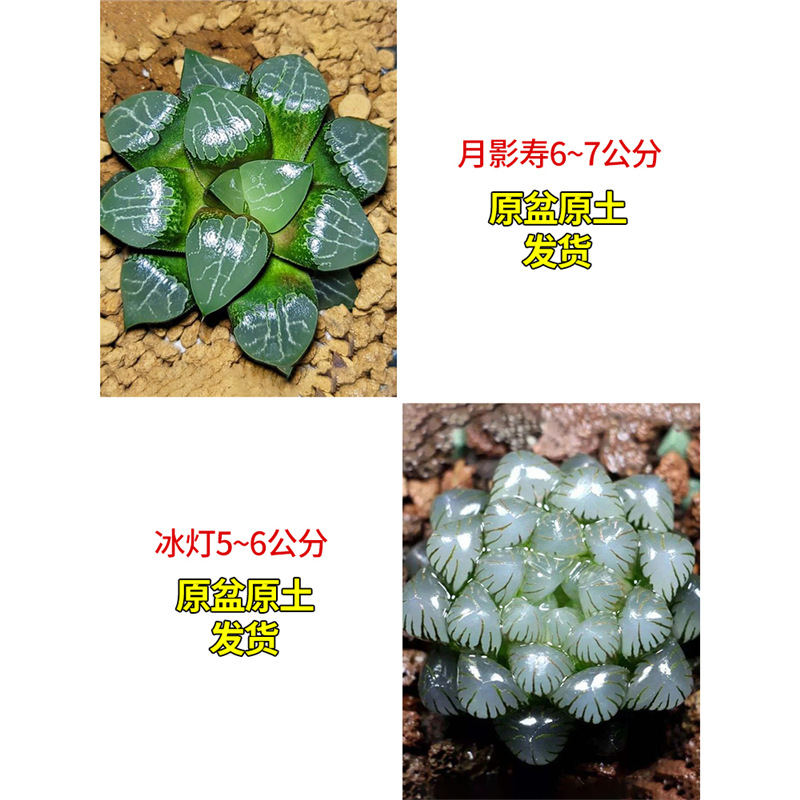 달 그림자 + 얼음 랜턴 (포장석 무료)