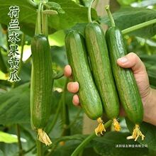 【无刺黄瓜种子】荷兰小青瓜种籽春秋冬季种耐寒高产四季蔬菜种孑