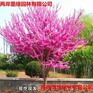 Bauhinia Saplings Courtyard Cold-Resistant Outdoor Flower Plants Southern and Northern House Garden Greening Saplings Bauhinia Saplings