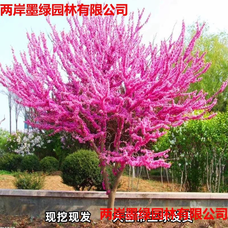 Саженцы баухинии, устойчивые к холоду, уличные цветочные растения, южные и северные саженцы для озеленения сада, саженцы баухинии