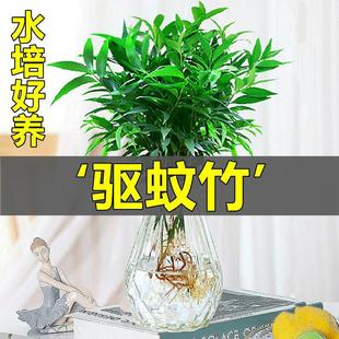 New Favorite Hydroponic Plants: Mosquito-Repelling Bamboo and Cypress Potted Plants, Lucky Bamboo, Mosquito-Repelling Grass, Indoor Green Plants, Hydroponic Plants