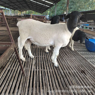 ���^�Ų��d��ĸ����Ўׂ��®a���� ���w�ź��s���d�����