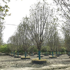 盆栽;一二年生花卉;灌木