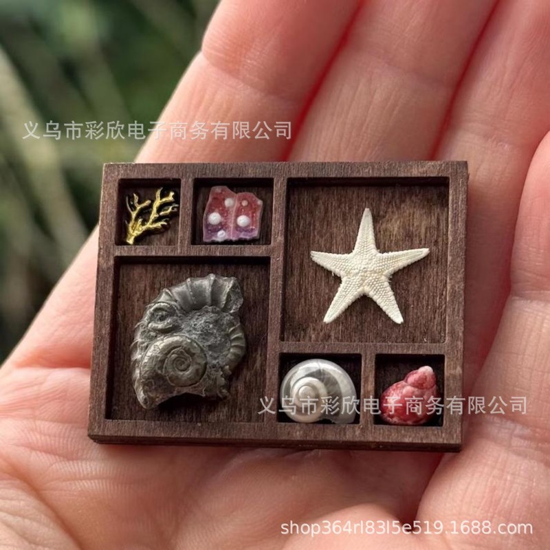 跨境微型木质珠宝收纳架桌面饰品展示架收藏贝壳标本爱好者小摆件|undefined